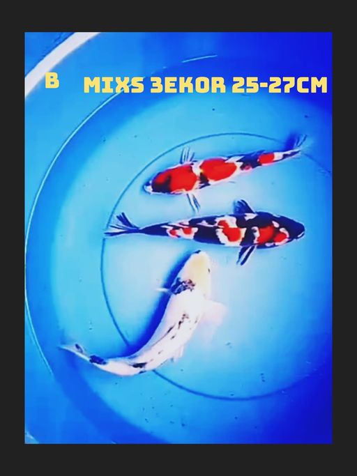 Lelang Koi Online, Jual Beli Ikan Koi, Pusat Jual Beli Koi, Info Lelang Koi Hari Ini, Platform Jual Beli Koi, Jual Beli Ikan Koi Online, Marketplace Ikan Koi, Jual Koi Terbaik, Tempat Beli Koi Berkualitas, Pasar Ikan Koi Online Terpercaya, Penjual Ikan Koi Terpercaya, Beli Koi Hias Online, Ikan Koi untuk Dijual, Koi Kualitas Terbaik, Toko Online Ikan Koi, Koi Hias Untuk Dijual, Jual Beli Ikan Koi Lokal, Koi Indonesia Online, Pusat Jual Beli Koi Terbesar