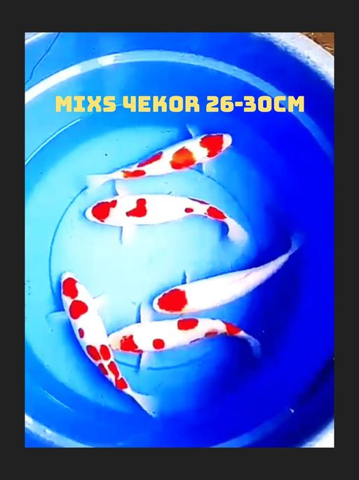 Lelang Koi Online, Jual Beli Ikan Koi, Pusat Jual Beli Koi, Info Lelang Koi Hari Ini, Platform Jual Beli Koi, Jual Beli Ikan Koi Online, Marketplace Ikan Koi, Jual Koi Terbaik, Tempat Beli Koi Berkualitas, Pasar Ikan Koi Online Terpercaya, Penjual Ikan Koi Terpercaya, Beli Koi Hias Online, Ikan Koi untuk Dijual, Koi Kualitas Terbaik, Toko Online Ikan Koi, Koi Hias Untuk Dijual, Jual Beli Ikan Koi Lokal, Koi Indonesia Online, Pusat Jual Beli Koi Terbesar