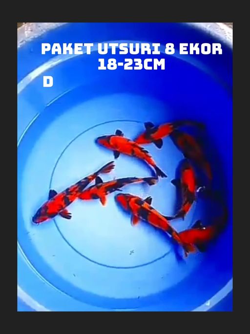 Lelang Koi Online, Jual Beli Ikan Koi, Pusat Jual Beli Koi, Info Lelang Koi Hari Ini, Platform Jual Beli Koi, Jual Beli Ikan Koi Online, Marketplace Ikan Koi, Jual Koi Terbaik, Tempat Beli Koi Berkualitas, Pasar Ikan Koi Online Terpercaya, Penjual Ikan Koi Terpercaya, Beli Koi Hias Online, Ikan Koi untuk Dijual, Koi Kualitas Terbaik, Toko Online Ikan Koi, Koi Hias Untuk Dijual, Jual Beli Ikan Koi Lokal, Koi Indonesia Online, Pusat Jual Beli Koi Terbesar