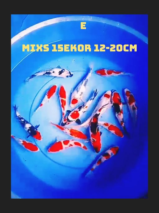 Lelang Koi Online, Jual Beli Ikan Koi, Pusat Jual Beli Koi, Info Lelang Koi Hari Ini, Platform Jual Beli Koi, Jual Beli Ikan Koi Online, Marketplace Ikan Koi, Jual Koi Terbaik, Tempat Beli Koi Berkualitas, Pasar Ikan Koi Online Terpercaya, Penjual Ikan Koi Terpercaya, Beli Koi Hias Online, Ikan Koi untuk Dijual, Koi Kualitas Terbaik, Toko Online Ikan Koi, Koi Hias Untuk Dijual, Jual Beli Ikan Koi Lokal, Koi Indonesia Online, Pusat Jual Beli Koi Terbesar