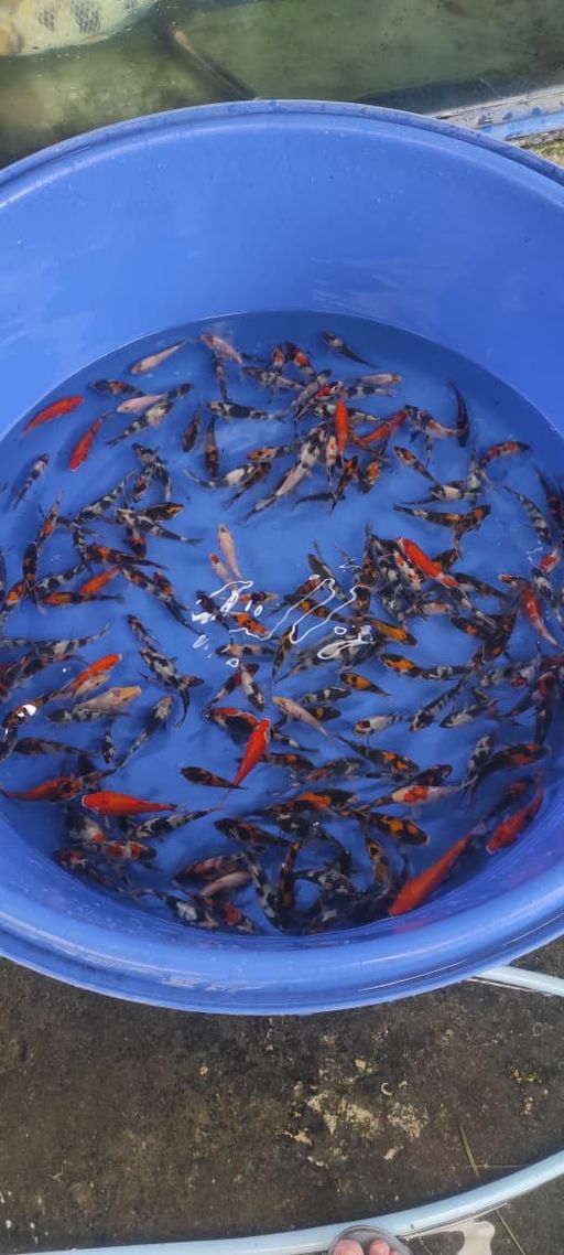 Lelang Koi Online, Jual Beli Ikan Koi, Pusat Jual Beli Koi, Info Lelang Koi Hari Ini, Platform Jual Beli Koi, Jual Beli Ikan Koi Online, Marketplace Ikan Koi, Jual Koi Terbaik, Tempat Beli Koi Berkualitas, Pasar Ikan Koi Online Terpercaya, Penjual Ikan Koi Terpercaya, Beli Koi Hias Online, Ikan Koi untuk Dijual, Koi Kualitas Terbaik, Toko Online Ikan Koi, Koi Hias Untuk Dijual, Jual Beli Ikan Koi Lokal, Koi Indonesia Online, Pusat Jual Beli Koi Terbesar