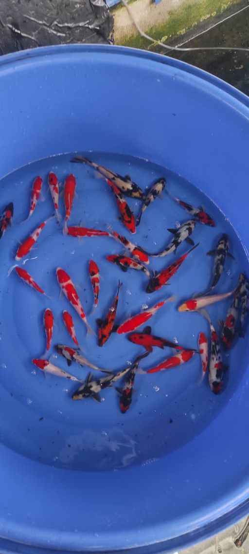 Lelang Koi Online, Jual Beli Ikan Koi, Pusat Jual Beli Koi, Info Lelang Koi Hari Ini, Platform Jual Beli Koi, Jual Beli Ikan Koi Online, Marketplace Ikan Koi, Jual Koi Terbaik, Tempat Beli Koi Berkualitas, Pasar Ikan Koi Online Terpercaya, Penjual Ikan Koi Terpercaya, Beli Koi Hias Online, Ikan Koi untuk Dijual, Koi Kualitas Terbaik, Toko Online Ikan Koi, Koi Hias Untuk Dijual, Jual Beli Ikan Koi Lokal, Koi Indonesia Online, Pusat Jual Beli Koi Terbesar