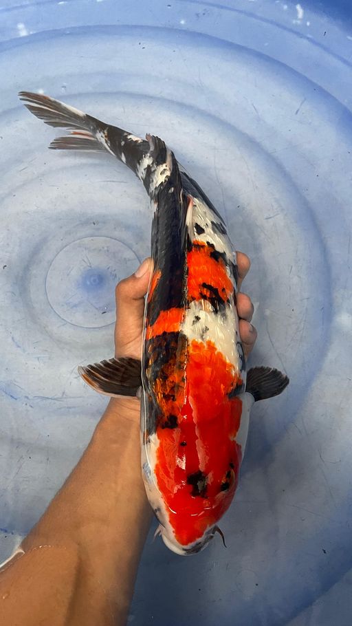 Lelang Koi Online, Jual Beli Ikan Koi, Pusat Jual Beli Koi, Info Lelang Koi Hari Ini, Platform Jual Beli Koi, Jual Beli Ikan Koi Online, Marketplace Ikan Koi, Jual Koi Terbaik, Tempat Beli Koi Berkualitas, Pasar Ikan Koi Online Terpercaya, Penjual Ikan Koi Terpercaya, Beli Koi Hias Online, Ikan Koi untuk Dijual, Koi Kualitas Terbaik, Toko Online Ikan Koi, Koi Hias Untuk Dijual, Jual Beli Ikan Koi Lokal, Koi Indonesia Online, Pusat Jual Beli Koi Terbesar