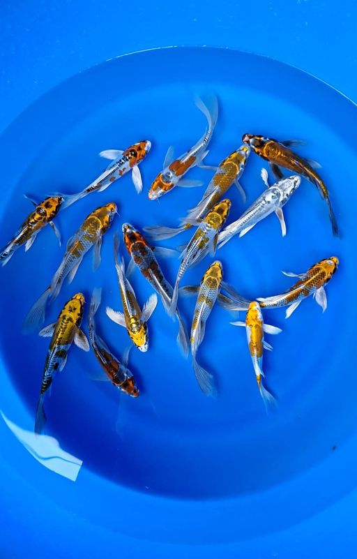 Lelang Koi Online, Jual Beli Ikan Koi, Pusat Jual Beli Koi, Info Lelang Koi Hari Ini, Platform Jual Beli Koi, Jual Beli Ikan Koi Online, Marketplace Ikan Koi, Jual Koi Terbaik, Tempat Beli Koi Berkualitas, Pasar Ikan Koi Online Terpercaya, Penjual Ikan Koi Terpercaya, Beli Koi Hias Online, Ikan Koi untuk Dijual, Koi Kualitas Terbaik, Toko Online Ikan Koi, Koi Hias Untuk Dijual, Jual Beli Ikan Koi Lokal, Koi Indonesia Online, Pusat Jual Beli Koi Terbesar