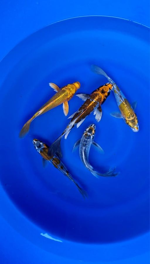 Lelang Koi Online, Jual Beli Ikan Koi, Pusat Jual Beli Koi, Info Lelang Koi Hari Ini, Platform Jual Beli Koi, Jual Beli Ikan Koi Online, Marketplace Ikan Koi, Jual Koi Terbaik, Tempat Beli Koi Berkualitas, Pasar Ikan Koi Online Terpercaya, Penjual Ikan Koi Terpercaya, Beli Koi Hias Online, Ikan Koi untuk Dijual, Koi Kualitas Terbaik, Toko Online Ikan Koi, Koi Hias Untuk Dijual, Jual Beli Ikan Koi Lokal, Koi Indonesia Online, Pusat Jual Beli Koi Terbesar