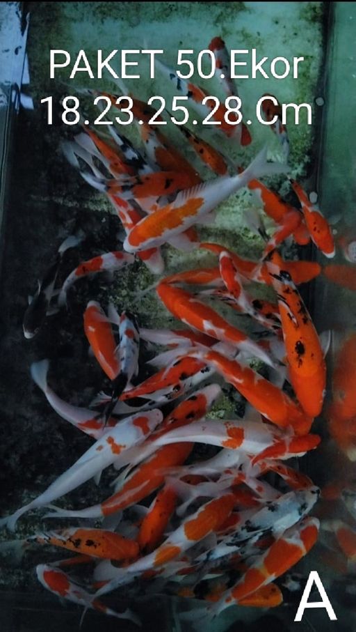 Lelang Koi Online, Jual Beli Ikan Koi, Pusat Jual Beli Koi, Info Lelang Koi Hari Ini, Platform Jual Beli Koi, Jual Beli Ikan Koi Online, Marketplace Ikan Koi, Jual Koi Terbaik, Tempat Beli Koi Berkualitas, Pasar Ikan Koi Online Terpercaya, Penjual Ikan Koi Terpercaya, Beli Koi Hias Online, Ikan Koi untuk Dijual, Koi Kualitas Terbaik, Toko Online Ikan Koi, Koi Hias Untuk Dijual, Jual Beli Ikan Koi Lokal, Koi Indonesia Online, Pusat Jual Beli Koi Terbesar