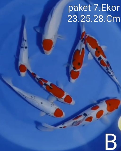 Lelang Koi Online, Jual Beli Ikan Koi, Pusat Jual Beli Koi, Info Lelang Koi Hari Ini, Platform Jual Beli Koi, Jual Beli Ikan Koi Online, Marketplace Ikan Koi, Jual Koi Terbaik, Tempat Beli Koi Berkualitas, Pasar Ikan Koi Online Terpercaya, Penjual Ikan Koi Terpercaya, Beli Koi Hias Online, Ikan Koi untuk Dijual, Koi Kualitas Terbaik, Toko Online Ikan Koi, Koi Hias Untuk Dijual, Jual Beli Ikan Koi Lokal, Koi Indonesia Online, Pusat Jual Beli Koi Terbesar