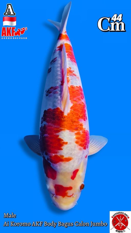 Lelang Koi Online, Jual Beli Ikan Koi, Pusat Jual Beli Koi, Info Lelang Koi Hari Ini, Platform Jual Beli Koi, Jual Beli Ikan Koi Online, Marketplace Ikan Koi, Jual Koi Terbaik, Tempat Beli Koi Berkualitas, Pasar Ikan Koi Online Terpercaya, Penjual Ikan Koi Terpercaya, Beli Koi Hias Online, Ikan Koi untuk Dijual, Koi Kualitas Terbaik, Toko Online Ikan Koi, Koi Hias Untuk Dijual, Jual Beli Ikan Koi Lokal, Koi Indonesia Online, Pusat Jual Beli Koi Terbesar