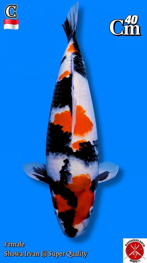 Lelang Koi Online, Jual Beli Ikan Koi, Pusat Jual Beli Koi, Info Lelang Koi Hari Ini, Platform Jual Beli Koi, Jual Beli Ikan Koi Online, Marketplace Ikan Koi, Jual Koi Terbaik, Tempat Beli Koi Berkualitas, Pasar Ikan Koi Online Terpercaya, Penjual Ikan Koi Terpercaya, Beli Koi Hias Online, Ikan Koi untuk Dijual, Koi Kualitas Terbaik, Toko Online Ikan Koi, Koi Hias Untuk Dijual, Jual Beli Ikan Koi Lokal, Koi Indonesia Online, Pusat Jual Beli Koi Terbesar