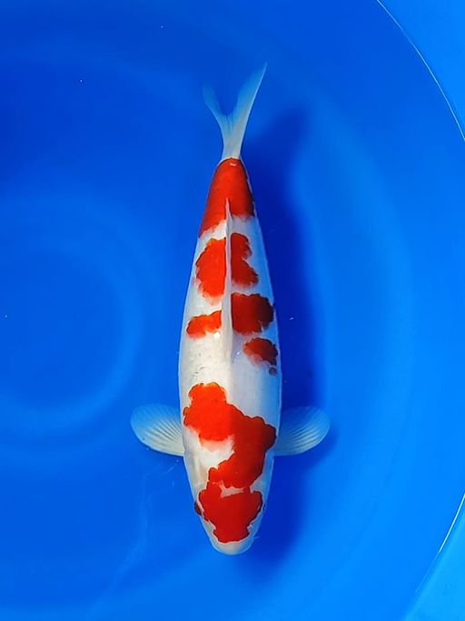 Lelang Koi Online, Jual Beli Ikan Koi, Pusat Jual Beli Koi, Info Lelang Koi Hari Ini, Platform Jual Beli Koi, Jual Beli Ikan Koi Online, Marketplace Ikan Koi, Jual Koi Terbaik, Tempat Beli Koi Berkualitas, Pasar Ikan Koi Online Terpercaya, Penjual Ikan Koi Terpercaya, Beli Koi Hias Online, Ikan Koi untuk Dijual, Koi Kualitas Terbaik, Toko Online Ikan Koi, Koi Hias Untuk Dijual, Jual Beli Ikan Koi Lokal, Koi Indonesia Online, Pusat Jual Beli Koi Terbesar