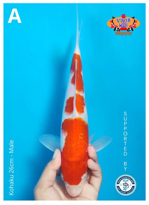 Lelang Koi Online, Jual Beli Ikan Koi, Pusat Jual Beli Koi, Info Lelang Koi Hari Ini, Platform Jual Beli Koi, Jual Beli Ikan Koi Online, Marketplace Ikan Koi, Jual Koi Terbaik, Tempat Beli Koi Berkualitas, Pasar Ikan Koi Online Terpercaya, Penjual Ikan Koi Terpercaya, Beli Koi Hias Online, Ikan Koi untuk Dijual, Koi Kualitas Terbaik, Toko Online Ikan Koi, Koi Hias Untuk Dijual, Jual Beli Ikan Koi Lokal, Koi Indonesia Online, Pusat Jual Beli Koi Terbesar