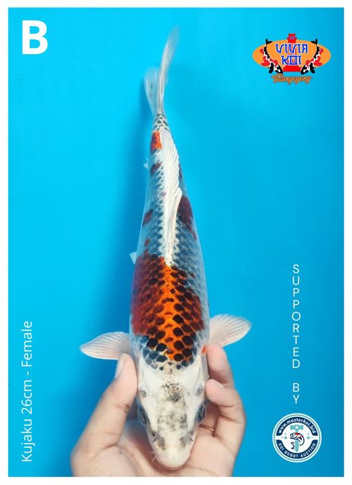Lelang Koi Online, Jual Beli Ikan Koi, Pusat Jual Beli Koi, Info Lelang Koi Hari Ini, Platform Jual Beli Koi, Jual Beli Ikan Koi Online, Marketplace Ikan Koi, Jual Koi Terbaik, Tempat Beli Koi Berkualitas, Pasar Ikan Koi Online Terpercaya, Penjual Ikan Koi Terpercaya, Beli Koi Hias Online, Ikan Koi untuk Dijual, Koi Kualitas Terbaik, Toko Online Ikan Koi, Koi Hias Untuk Dijual, Jual Beli Ikan Koi Lokal, Koi Indonesia Online, Pusat Jual Beli Koi Terbesar