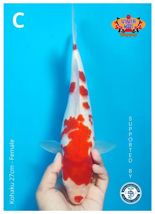 Lelang Koi Online, Jual Beli Ikan Koi, Pusat Jual Beli Koi, Info Lelang Koi Hari Ini, Platform Jual Beli Koi, Jual Beli Ikan Koi Online, Marketplace Ikan Koi, Jual Koi Terbaik, Tempat Beli Koi Berkualitas, Pasar Ikan Koi Online Terpercaya, Penjual Ikan Koi Terpercaya, Beli Koi Hias Online, Ikan Koi untuk Dijual, Koi Kualitas Terbaik, Toko Online Ikan Koi, Koi Hias Untuk Dijual, Jual Beli Ikan Koi Lokal, Koi Indonesia Online, Pusat Jual Beli Koi Terbesar
