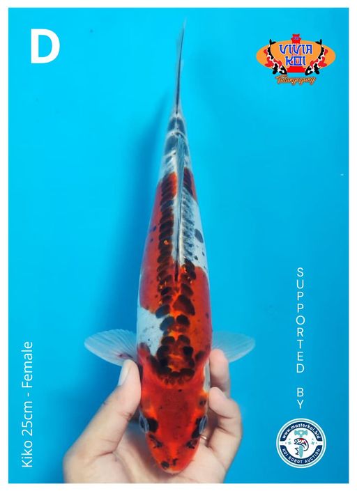 Lelang Koi Online, Jual Beli Ikan Koi, Pusat Jual Beli Koi, Info Lelang Koi Hari Ini, Platform Jual Beli Koi, Jual Beli Ikan Koi Online, Marketplace Ikan Koi, Jual Koi Terbaik, Tempat Beli Koi Berkualitas, Pasar Ikan Koi Online Terpercaya, Penjual Ikan Koi Terpercaya, Beli Koi Hias Online, Ikan Koi untuk Dijual, Koi Kualitas Terbaik, Toko Online Ikan Koi, Koi Hias Untuk Dijual, Jual Beli Ikan Koi Lokal, Koi Indonesia Online, Pusat Jual Beli Koi Terbesar