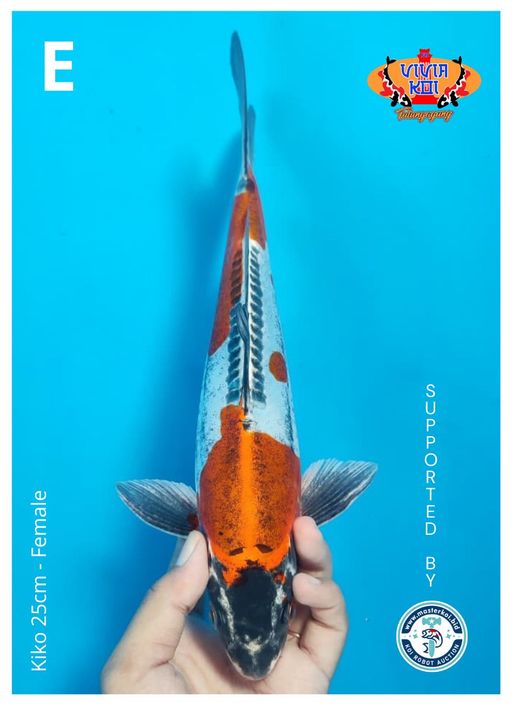Lelang Koi Online, Jual Beli Ikan Koi, Pusat Jual Beli Koi, Info Lelang Koi Hari Ini, Platform Jual Beli Koi, Jual Beli Ikan Koi Online, Marketplace Ikan Koi, Jual Koi Terbaik, Tempat Beli Koi Berkualitas, Pasar Ikan Koi Online Terpercaya, Penjual Ikan Koi Terpercaya, Beli Koi Hias Online, Ikan Koi untuk Dijual, Koi Kualitas Terbaik, Toko Online Ikan Koi, Koi Hias Untuk Dijual, Jual Beli Ikan Koi Lokal, Koi Indonesia Online, Pusat Jual Beli Koi Terbesar