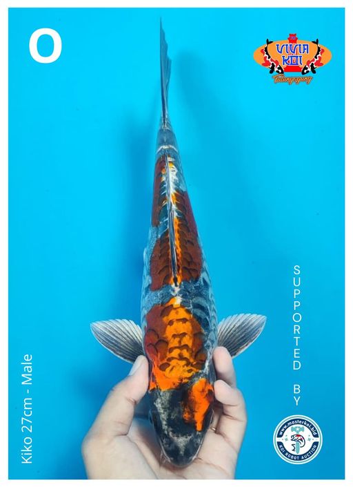 Lelang Koi Online, Jual Beli Ikan Koi, Pusat Jual Beli Koi, Info Lelang Koi Hari Ini, Platform Jual Beli Koi, Jual Beli Ikan Koi Online, Marketplace Ikan Koi, Jual Koi Terbaik, Tempat Beli Koi Berkualitas, Pasar Ikan Koi Online Terpercaya, Penjual Ikan Koi Terpercaya, Beli Koi Hias Online, Ikan Koi untuk Dijual, Koi Kualitas Terbaik, Toko Online Ikan Koi, Koi Hias Untuk Dijual, Jual Beli Ikan Koi Lokal, Koi Indonesia Online, Pusat Jual Beli Koi Terbesar