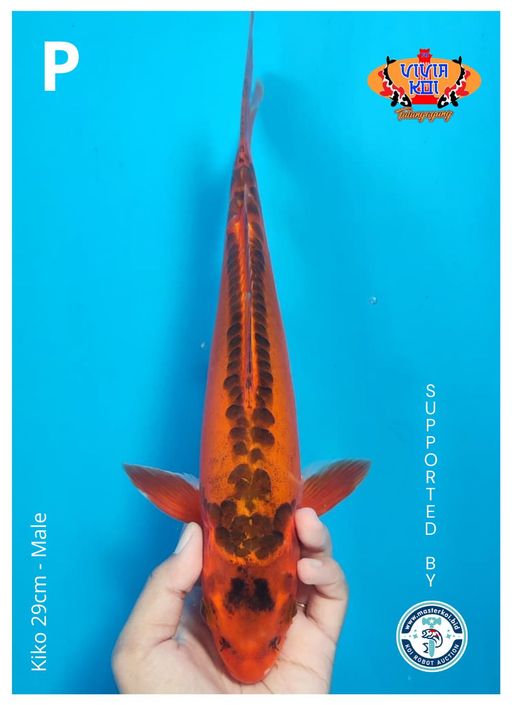 Lelang Koi Online, Jual Beli Ikan Koi, Pusat Jual Beli Koi, Info Lelang Koi Hari Ini, Platform Jual Beli Koi, Jual Beli Ikan Koi Online, Marketplace Ikan Koi, Jual Koi Terbaik, Tempat Beli Koi Berkualitas, Pasar Ikan Koi Online Terpercaya, Penjual Ikan Koi Terpercaya, Beli Koi Hias Online, Ikan Koi untuk Dijual, Koi Kualitas Terbaik, Toko Online Ikan Koi, Koi Hias Untuk Dijual, Jual Beli Ikan Koi Lokal, Koi Indonesia Online, Pusat Jual Beli Koi Terbesar