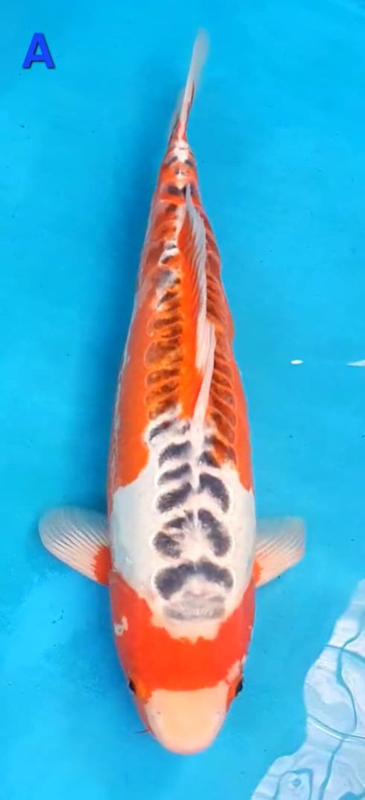 Lelang Koi Online, Jual Beli Ikan Koi, Pusat Jual Beli Koi, Info Lelang Koi Hari Ini, Platform Jual Beli Koi, Jual Beli Ikan Koi Online, Marketplace Ikan Koi, Jual Koi Terbaik, Tempat Beli Koi Berkualitas, Pasar Ikan Koi Online Terpercaya, Penjual Ikan Koi Terpercaya, Beli Koi Hias Online, Ikan Koi untuk Dijual, Koi Kualitas Terbaik, Toko Online Ikan Koi, Koi Hias Untuk Dijual, Jual Beli Ikan Koi Lokal, Koi Indonesia Online, Pusat Jual Beli Koi Terbesar