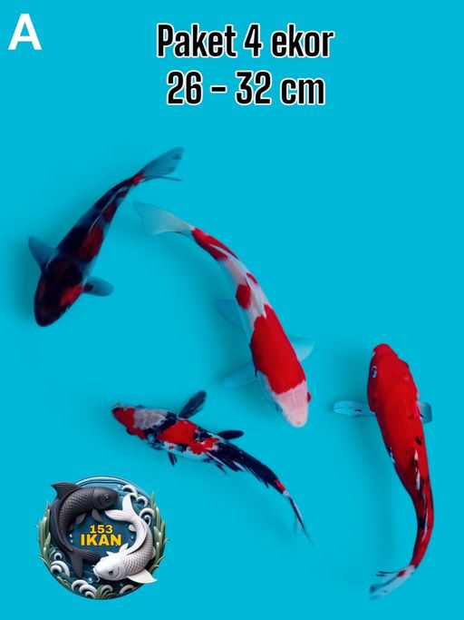 Lelang Koi Online, Jual Beli Ikan Koi, Pusat Jual Beli Koi, Info Lelang Koi Hari Ini, Platform Jual Beli Koi, Jual Beli Ikan Koi Online, Marketplace Ikan Koi, Jual Koi Terbaik, Tempat Beli Koi Berkualitas, Pasar Ikan Koi Online Terpercaya, Penjual Ikan Koi Terpercaya, Beli Koi Hias Online, Ikan Koi untuk Dijual, Koi Kualitas Terbaik, Toko Online Ikan Koi, Koi Hias Untuk Dijual, Jual Beli Ikan Koi Lokal, Koi Indonesia Online, Pusat Jual Beli Koi Terbesar