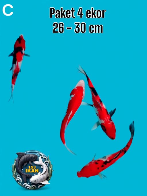 Lelang Koi Online, Jual Beli Ikan Koi, Pusat Jual Beli Koi, Info Lelang Koi Hari Ini, Platform Jual Beli Koi, Jual Beli Ikan Koi Online, Marketplace Ikan Koi, Jual Koi Terbaik, Tempat Beli Koi Berkualitas, Pasar Ikan Koi Online Terpercaya, Penjual Ikan Koi Terpercaya, Beli Koi Hias Online, Ikan Koi untuk Dijual, Koi Kualitas Terbaik, Toko Online Ikan Koi, Koi Hias Untuk Dijual, Jual Beli Ikan Koi Lokal, Koi Indonesia Online, Pusat Jual Beli Koi Terbesar
