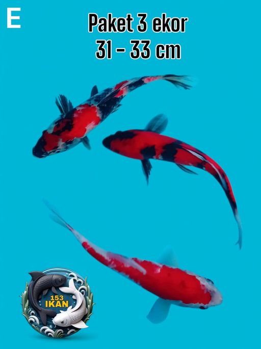 Lelang Koi Online, Jual Beli Ikan Koi, Pusat Jual Beli Koi, Info Lelang Koi Hari Ini, Platform Jual Beli Koi, Jual Beli Ikan Koi Online, Marketplace Ikan Koi, Jual Koi Terbaik, Tempat Beli Koi Berkualitas, Pasar Ikan Koi Online Terpercaya, Penjual Ikan Koi Terpercaya, Beli Koi Hias Online, Ikan Koi untuk Dijual, Koi Kualitas Terbaik, Toko Online Ikan Koi, Koi Hias Untuk Dijual, Jual Beli Ikan Koi Lokal, Koi Indonesia Online, Pusat Jual Beli Koi Terbesar