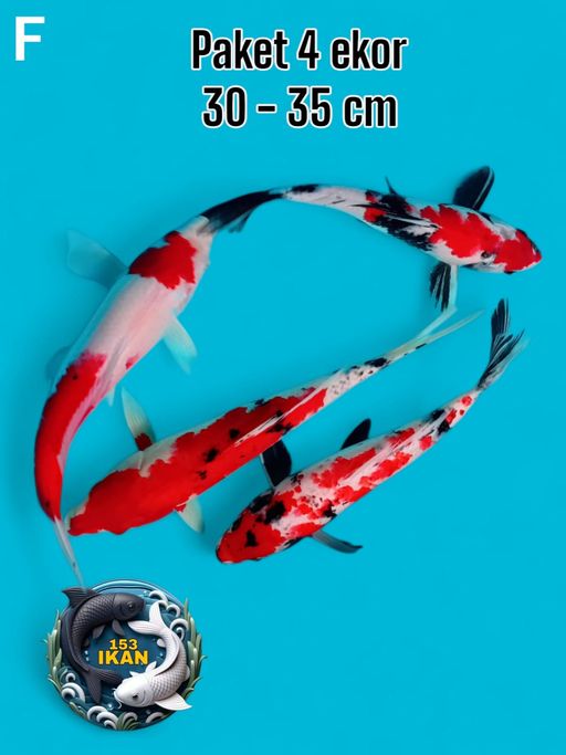 Lelang Koi Online, Jual Beli Ikan Koi, Pusat Jual Beli Koi, Info Lelang Koi Hari Ini, Platform Jual Beli Koi, Jual Beli Ikan Koi Online, Marketplace Ikan Koi, Jual Koi Terbaik, Tempat Beli Koi Berkualitas, Pasar Ikan Koi Online Terpercaya, Penjual Ikan Koi Terpercaya, Beli Koi Hias Online, Ikan Koi untuk Dijual, Koi Kualitas Terbaik, Toko Online Ikan Koi, Koi Hias Untuk Dijual, Jual Beli Ikan Koi Lokal, Koi Indonesia Online, Pusat Jual Beli Koi Terbesar