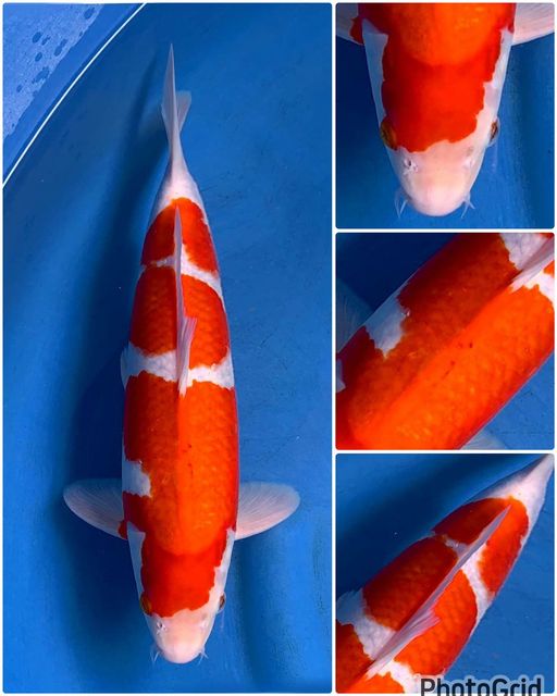 Lelang Koi Online, Jual Beli Ikan Koi, Pusat Jual Beli Koi, Info Lelang Koi Hari Ini, Platform Jual Beli Koi, Jual Beli Ikan Koi Online, Marketplace Ikan Koi, Jual Koi Terbaik, Tempat Beli Koi Berkualitas, Pasar Ikan Koi Online Terpercaya, Penjual Ikan Koi Terpercaya, Beli Koi Hias Online, Ikan Koi untuk Dijual, Koi Kualitas Terbaik, Toko Online Ikan Koi, Koi Hias Untuk Dijual, Jual Beli Ikan Koi Lokal, Koi Indonesia Online, Pusat Jual Beli Koi Terbesar