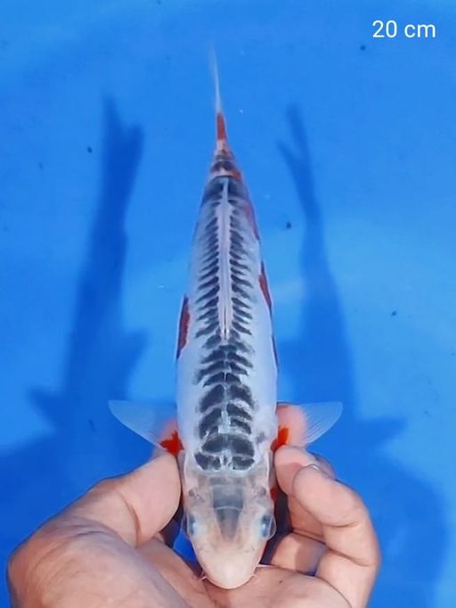 Lelang Koi Online, Jual Beli Ikan Koi, Pusat Jual Beli Koi, Info Lelang Koi Hari Ini, Platform Jual Beli Koi, Jual Beli Ikan Koi Online, Marketplace Ikan Koi, Jual Koi Terbaik, Tempat Beli Koi Berkualitas, Pasar Ikan Koi Online Terpercaya, Penjual Ikan Koi Terpercaya, Beli Koi Hias Online, Ikan Koi untuk Dijual, Koi Kualitas Terbaik, Toko Online Ikan Koi, Koi Hias Untuk Dijual, Jual Beli Ikan Koi Lokal, Koi Indonesia Online, Pusat Jual Beli Koi Terbesar