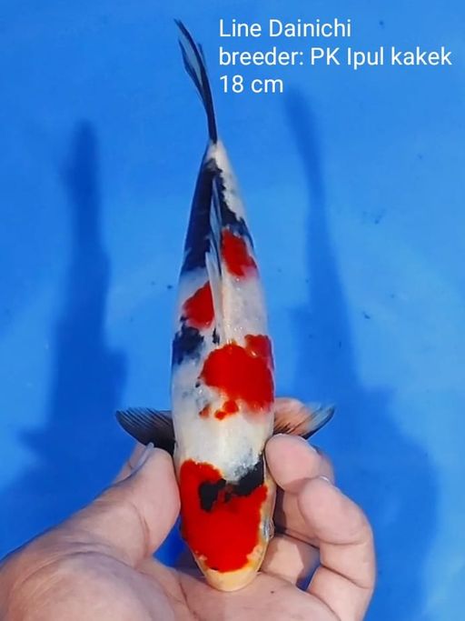 Lelang Koi Online, Jual Beli Ikan Koi, Pusat Jual Beli Koi, Info Lelang Koi Hari Ini, Platform Jual Beli Koi, Jual Beli Ikan Koi Online, Marketplace Ikan Koi, Jual Koi Terbaik, Tempat Beli Koi Berkualitas, Pasar Ikan Koi Online Terpercaya, Penjual Ikan Koi Terpercaya, Beli Koi Hias Online, Ikan Koi untuk Dijual, Koi Kualitas Terbaik, Toko Online Ikan Koi, Koi Hias Untuk Dijual, Jual Beli Ikan Koi Lokal, Koi Indonesia Online, Pusat Jual Beli Koi Terbesar