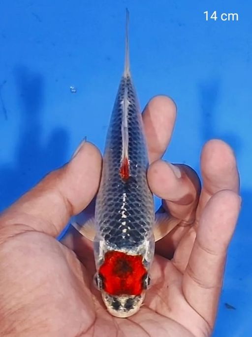 Lelang Koi Online, Jual Beli Ikan Koi, Pusat Jual Beli Koi, Info Lelang Koi Hari Ini, Platform Jual Beli Koi, Jual Beli Ikan Koi Online, Marketplace Ikan Koi, Jual Koi Terbaik, Tempat Beli Koi Berkualitas, Pasar Ikan Koi Online Terpercaya, Penjual Ikan Koi Terpercaya, Beli Koi Hias Online, Ikan Koi untuk Dijual, Koi Kualitas Terbaik, Toko Online Ikan Koi, Koi Hias Untuk Dijual, Jual Beli Ikan Koi Lokal, Koi Indonesia Online, Pusat Jual Beli Koi Terbesar