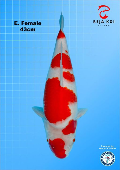 Lelang Koi Online, Jual Beli Ikan Koi, Pusat Jual Beli Koi, Info Lelang Koi Hari Ini, Platform Jual Beli Koi, Jual Beli Ikan Koi Online, Marketplace Ikan Koi, Jual Koi Terbaik, Tempat Beli Koi Berkualitas, Pasar Ikan Koi Online Terpercaya, Penjual Ikan Koi Terpercaya, Beli Koi Hias Online, Ikan Koi untuk Dijual, Koi Kualitas Terbaik, Toko Online Ikan Koi, Koi Hias Untuk Dijual, Jual Beli Ikan Koi Lokal, Koi Indonesia Online, Pusat Jual Beli Koi Terbesar