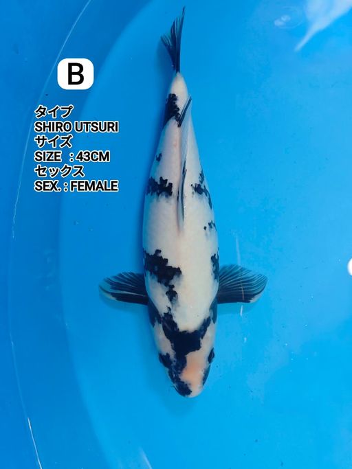 Lelang Koi Online, Jual Beli Ikan Koi, Pusat Jual Beli Koi, Info Lelang Koi Hari Ini, Platform Jual Beli Koi, Jual Beli Ikan Koi Online, Marketplace Ikan Koi, Jual Koi Terbaik, Tempat Beli Koi Berkualitas, Pasar Ikan Koi Online Terpercaya, Penjual Ikan Koi Terpercaya, Beli Koi Hias Online, Ikan Koi untuk Dijual, Koi Kualitas Terbaik, Toko Online Ikan Koi, Koi Hias Untuk Dijual, Jual Beli Ikan Koi Lokal, Koi Indonesia Online, Pusat Jual Beli Koi Terbesar