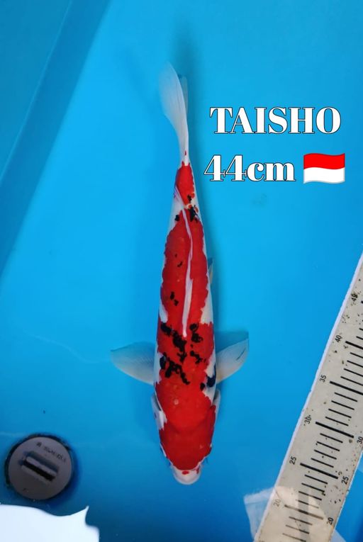 Lelang Koi Online, Jual Beli Ikan Koi, Pusat Jual Beli Koi, Info Lelang Koi Hari Ini, Platform Jual Beli Koi, Jual Beli Ikan Koi Online, Marketplace Ikan Koi, Jual Koi Terbaik, Tempat Beli Koi Berkualitas, Pasar Ikan Koi Online Terpercaya, Penjual Ikan Koi Terpercaya, Beli Koi Hias Online, Ikan Koi untuk Dijual, Koi Kualitas Terbaik, Toko Online Ikan Koi, Koi Hias Untuk Dijual, Jual Beli Ikan Koi Lokal, Koi Indonesia Online, Pusat Jual Beli Koi Terbesar