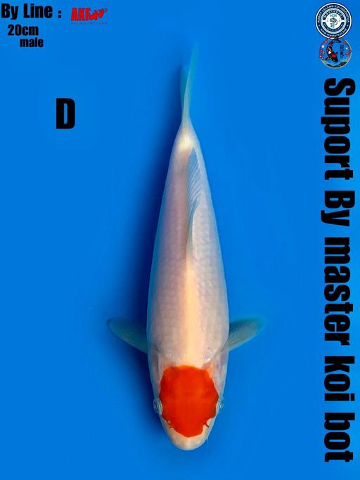 Lelang Koi Online, Jual Beli Ikan Koi, Pusat Jual Beli Koi, Info Lelang Koi Hari Ini, Platform Jual Beli Koi, Jual Beli Ikan Koi Online, Marketplace Ikan Koi, Jual Koi Terbaik, Tempat Beli Koi Berkualitas, Pasar Ikan Koi Online Terpercaya, Penjual Ikan Koi Terpercaya, Beli Koi Hias Online, Ikan Koi untuk Dijual, Koi Kualitas Terbaik, Toko Online Ikan Koi, Koi Hias Untuk Dijual, Jual Beli Ikan Koi Lokal, Koi Indonesia Online, Pusat Jual Beli Koi Terbesar