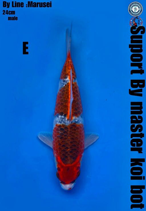 Lelang Koi Online, Jual Beli Ikan Koi, Pusat Jual Beli Koi, Info Lelang Koi Hari Ini, Platform Jual Beli Koi, Jual Beli Ikan Koi Online, Marketplace Ikan Koi, Jual Koi Terbaik, Tempat Beli Koi Berkualitas, Pasar Ikan Koi Online Terpercaya, Penjual Ikan Koi Terpercaya, Beli Koi Hias Online, Ikan Koi untuk Dijual, Koi Kualitas Terbaik, Toko Online Ikan Koi, Koi Hias Untuk Dijual, Jual Beli Ikan Koi Lokal, Koi Indonesia Online, Pusat Jual Beli Koi Terbesar