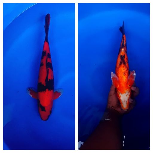 Lelang Koi Online, Jual Beli Ikan Koi, Pusat Jual Beli Koi, Info Lelang Koi Hari Ini, Platform Jual Beli Koi, Jual Beli Ikan Koi Online, Marketplace Ikan Koi, Jual Koi Terbaik, Tempat Beli Koi Berkualitas, Pasar Ikan Koi Online Terpercaya, Penjual Ikan Koi Terpercaya, Beli Koi Hias Online, Ikan Koi untuk Dijual, Koi Kualitas Terbaik, Toko Online Ikan Koi, Koi Hias Untuk Dijual, Jual Beli Ikan Koi Lokal, Koi Indonesia Online, Pusat Jual Beli Koi Terbesar