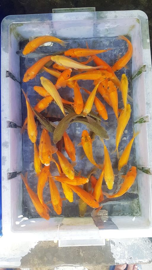 Lelang Koi Online, Jual Beli Ikan Koi, Pusat Jual Beli Koi, Info Lelang Koi Hari Ini, Platform Jual Beli Koi, Jual Beli Ikan Koi Online, Marketplace Ikan Koi, Jual Koi Terbaik, Tempat Beli Koi Berkualitas, Pasar Ikan Koi Online Terpercaya, Penjual Ikan Koi Terpercaya, Beli Koi Hias Online, Ikan Koi untuk Dijual, Koi Kualitas Terbaik, Toko Online Ikan Koi, Koi Hias Untuk Dijual, Jual Beli Ikan Koi Lokal, Koi Indonesia Online, Pusat Jual Beli Koi Terbesar