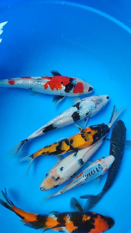 Lelang Koi Online, Jual Beli Ikan Koi, Pusat Jual Beli Koi, Info Lelang Koi Hari Ini, Platform Jual Beli Koi, Jual Beli Ikan Koi Online, Marketplace Ikan Koi, Jual Koi Terbaik, Tempat Beli Koi Berkualitas, Pasar Ikan Koi Online Terpercaya, Penjual Ikan Koi Terpercaya, Beli Koi Hias Online, Ikan Koi untuk Dijual, Koi Kualitas Terbaik, Toko Online Ikan Koi, Koi Hias Untuk Dijual, Jual Beli Ikan Koi Lokal, Koi Indonesia Online, Pusat Jual Beli Koi Terbesar