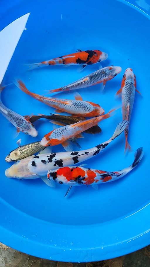 Lelang Koi Online, Jual Beli Ikan Koi, Pusat Jual Beli Koi, Info Lelang Koi Hari Ini, Platform Jual Beli Koi, Jual Beli Ikan Koi Online, Marketplace Ikan Koi, Jual Koi Terbaik, Tempat Beli Koi Berkualitas, Pasar Ikan Koi Online Terpercaya, Penjual Ikan Koi Terpercaya, Beli Koi Hias Online, Ikan Koi untuk Dijual, Koi Kualitas Terbaik, Toko Online Ikan Koi, Koi Hias Untuk Dijual, Jual Beli Ikan Koi Lokal, Koi Indonesia Online, Pusat Jual Beli Koi Terbesar