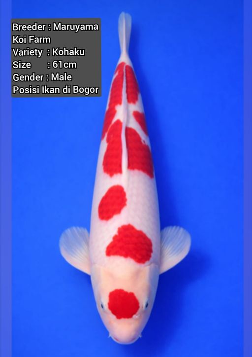 Lelang Koi Online, Jual Beli Ikan Koi, Pusat Jual Beli Koi, Info Lelang Koi Hari Ini, Platform Jual Beli Koi, Jual Beli Ikan Koi Online, Marketplace Ikan Koi, Jual Koi Terbaik, Tempat Beli Koi Berkualitas, Pasar Ikan Koi Online Terpercaya, Penjual Ikan Koi Terpercaya, Beli Koi Hias Online, Ikan Koi untuk Dijual, Koi Kualitas Terbaik, Toko Online Ikan Koi, Koi Hias Untuk Dijual, Jual Beli Ikan Koi Lokal, Koi Indonesia Online, Pusat Jual Beli Koi Terbesar