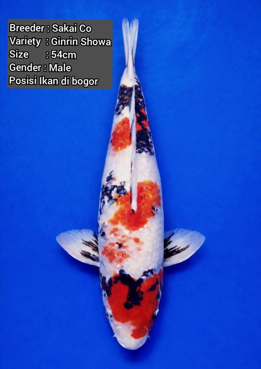 Lelang Koi Online, Jual Beli Ikan Koi, Pusat Jual Beli Koi, Info Lelang Koi Hari Ini, Platform Jual Beli Koi, Jual Beli Ikan Koi Online, Marketplace Ikan Koi, Jual Koi Terbaik, Tempat Beli Koi Berkualitas, Pasar Ikan Koi Online Terpercaya, Penjual Ikan Koi Terpercaya, Beli Koi Hias Online, Ikan Koi untuk Dijual, Koi Kualitas Terbaik, Toko Online Ikan Koi, Koi Hias Untuk Dijual, Jual Beli Ikan Koi Lokal, Koi Indonesia Online, Pusat Jual Beli Koi Terbesar