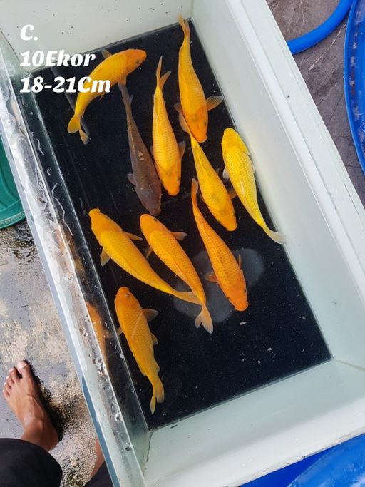 Lelang Koi Online, Jual Beli Ikan Koi, Pusat Jual Beli Koi, Info Lelang Koi Hari Ini, Platform Jual Beli Koi, Jual Beli Ikan Koi Online, Marketplace Ikan Koi, Jual Koi Terbaik, Tempat Beli Koi Berkualitas, Pasar Ikan Koi Online Terpercaya, Penjual Ikan Koi Terpercaya, Beli Koi Hias Online, Ikan Koi untuk Dijual, Koi Kualitas Terbaik, Toko Online Ikan Koi, Koi Hias Untuk Dijual, Jual Beli Ikan Koi Lokal, Koi Indonesia Online, Pusat Jual Beli Koi Terbesar