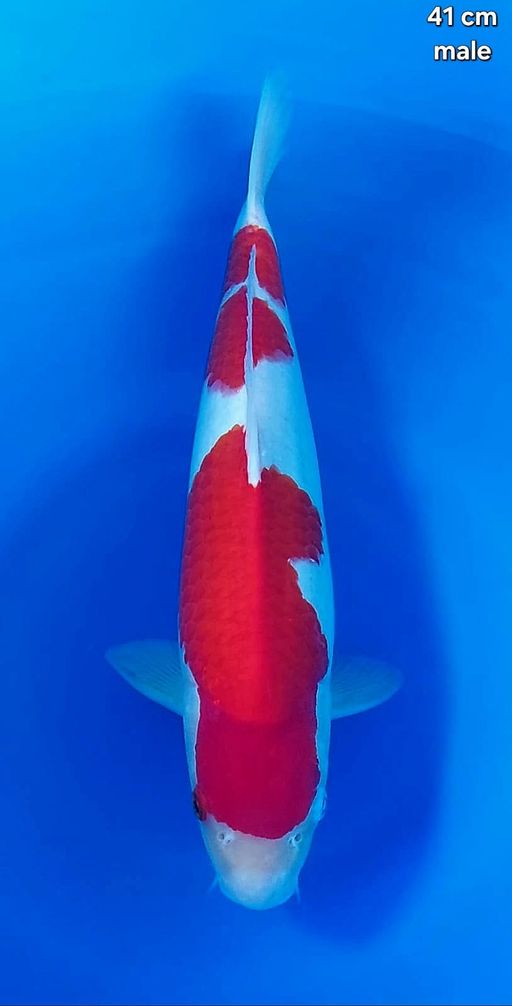 Lelang Koi Online, Jual Beli Ikan Koi, Pusat Jual Beli Koi, Info Lelang Koi Hari Ini, Platform Jual Beli Koi, Jual Beli Ikan Koi Online, Marketplace Ikan Koi, Jual Koi Terbaik, Tempat Beli Koi Berkualitas, Pasar Ikan Koi Online Terpercaya, Penjual Ikan Koi Terpercaya, Beli Koi Hias Online, Ikan Koi untuk Dijual, Koi Kualitas Terbaik, Toko Online Ikan Koi, Koi Hias Untuk Dijual, Jual Beli Ikan Koi Lokal, Koi Indonesia Online, Pusat Jual Beli Koi Terbesar