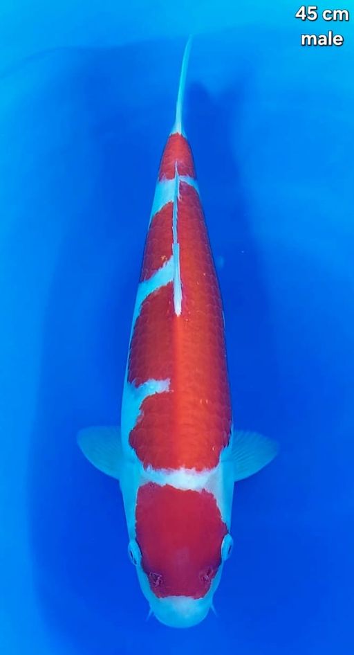 Lelang Koi Online, Jual Beli Ikan Koi, Pusat Jual Beli Koi, Info Lelang Koi Hari Ini, Platform Jual Beli Koi, Jual Beli Ikan Koi Online, Marketplace Ikan Koi, Jual Koi Terbaik, Tempat Beli Koi Berkualitas, Pasar Ikan Koi Online Terpercaya, Penjual Ikan Koi Terpercaya, Beli Koi Hias Online, Ikan Koi untuk Dijual, Koi Kualitas Terbaik, Toko Online Ikan Koi, Koi Hias Untuk Dijual, Jual Beli Ikan Koi Lokal, Koi Indonesia Online, Pusat Jual Beli Koi Terbesar