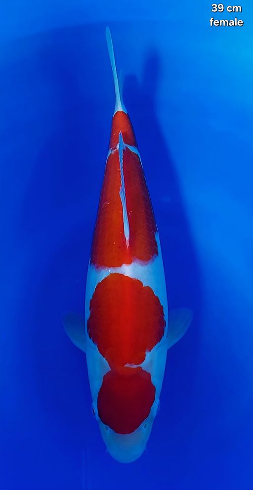 Lelang Koi Online, Jual Beli Ikan Koi, Pusat Jual Beli Koi, Info Lelang Koi Hari Ini, Platform Jual Beli Koi, Jual Beli Ikan Koi Online, Marketplace Ikan Koi, Jual Koi Terbaik, Tempat Beli Koi Berkualitas, Pasar Ikan Koi Online Terpercaya, Penjual Ikan Koi Terpercaya, Beli Koi Hias Online, Ikan Koi untuk Dijual, Koi Kualitas Terbaik, Toko Online Ikan Koi, Koi Hias Untuk Dijual, Jual Beli Ikan Koi Lokal, Koi Indonesia Online, Pusat Jual Beli Koi Terbesar