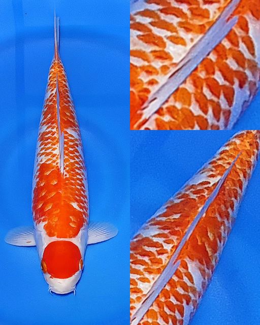 Lelang Koi Online, Jual Beli Ikan Koi, Pusat Jual Beli Koi, Info Lelang Koi Hari Ini, Platform Jual Beli Koi, Jual Beli Ikan Koi Online, Marketplace Ikan Koi, Jual Koi Terbaik, Tempat Beli Koi Berkualitas, Pasar Ikan Koi Online Terpercaya, Penjual Ikan Koi Terpercaya, Beli Koi Hias Online, Ikan Koi untuk Dijual, Koi Kualitas Terbaik, Toko Online Ikan Koi, Koi Hias Untuk Dijual, Jual Beli Ikan Koi Lokal, Koi Indonesia Online, Pusat Jual Beli Koi Terbesar