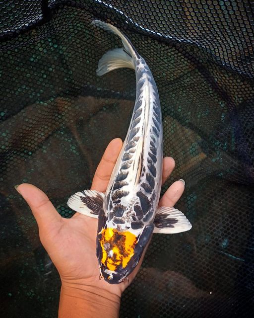 Lelang Koi Online, Jual Beli Ikan Koi, Pusat Jual Beli Koi, Info Lelang Koi Hari Ini, Platform Jual Beli Koi, Jual Beli Ikan Koi Online, Marketplace Ikan Koi, Jual Koi Terbaik, Tempat Beli Koi Berkualitas, Pasar Ikan Koi Online Terpercaya, Penjual Ikan Koi Terpercaya, Beli Koi Hias Online, Ikan Koi untuk Dijual, Koi Kualitas Terbaik, Toko Online Ikan Koi, Koi Hias Untuk Dijual, Jual Beli Ikan Koi Lokal, Koi Indonesia Online, Pusat Jual Beli Koi Terbesar