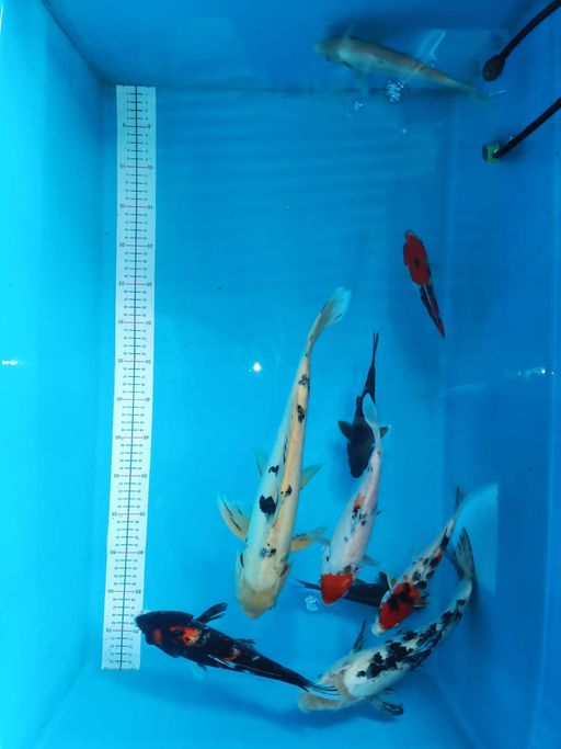 Lelang Koi Online, Jual Beli Ikan Koi, Pusat Jual Beli Koi, Info Lelang Koi Hari Ini, Platform Jual Beli Koi, Jual Beli Ikan Koi Online, Marketplace Ikan Koi, Jual Koi Terbaik, Tempat Beli Koi Berkualitas, Pasar Ikan Koi Online Terpercaya, Penjual Ikan Koi Terpercaya, Beli Koi Hias Online, Ikan Koi untuk Dijual, Koi Kualitas Terbaik, Toko Online Ikan Koi, Koi Hias Untuk Dijual, Jual Beli Ikan Koi Lokal, Koi Indonesia Online, Pusat Jual Beli Koi Terbesar