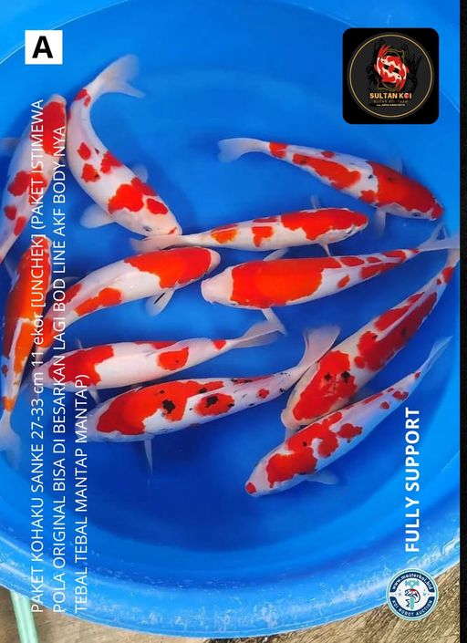 Lelang Koi Online, Jual Beli Ikan Koi, Pusat Jual Beli Koi, Info Lelang Koi Hari Ini, Platform Jual Beli Koi, Jual Beli Ikan Koi Online, Marketplace Ikan Koi, Jual Koi Terbaik, Tempat Beli Koi Berkualitas, Pasar Ikan Koi Online Terpercaya, Penjual Ikan Koi Terpercaya, Beli Koi Hias Online, Ikan Koi untuk Dijual, Koi Kualitas Terbaik, Toko Online Ikan Koi, Koi Hias Untuk Dijual, Jual Beli Ikan Koi Lokal, Koi Indonesia Online, Pusat Jual Beli Koi Terbesar