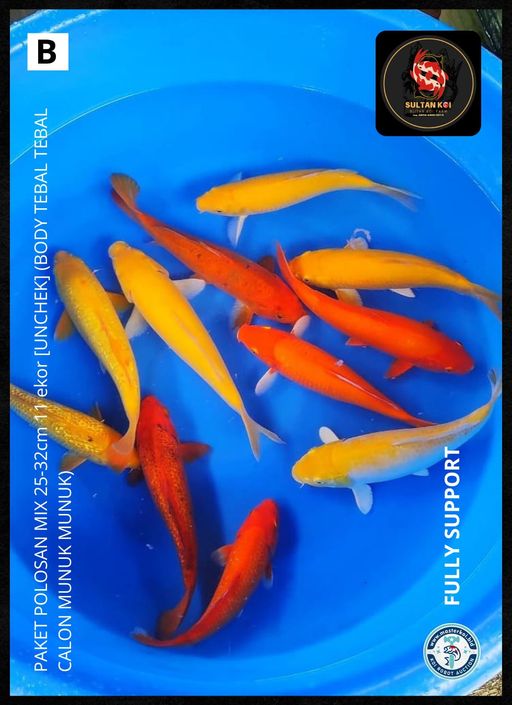 Lelang Koi Online, Jual Beli Ikan Koi, Pusat Jual Beli Koi, Info Lelang Koi Hari Ini, Platform Jual Beli Koi, Jual Beli Ikan Koi Online, Marketplace Ikan Koi, Jual Koi Terbaik, Tempat Beli Koi Berkualitas, Pasar Ikan Koi Online Terpercaya, Penjual Ikan Koi Terpercaya, Beli Koi Hias Online, Ikan Koi untuk Dijual, Koi Kualitas Terbaik, Toko Online Ikan Koi, Koi Hias Untuk Dijual, Jual Beli Ikan Koi Lokal, Koi Indonesia Online, Pusat Jual Beli Koi Terbesar